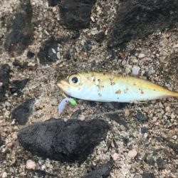 サビキ釣りでファミリーフィッシング